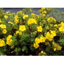 Potentilla fruticosa 'Goldteppich' - potentille tapissante