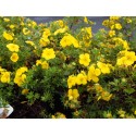 Potentilla fruticosa 'Goldteppich' - potentille tapissante