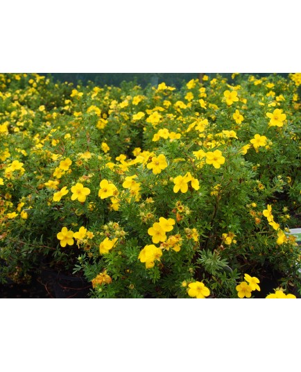 Potentilla fruticosa 'Kobold' - potentille