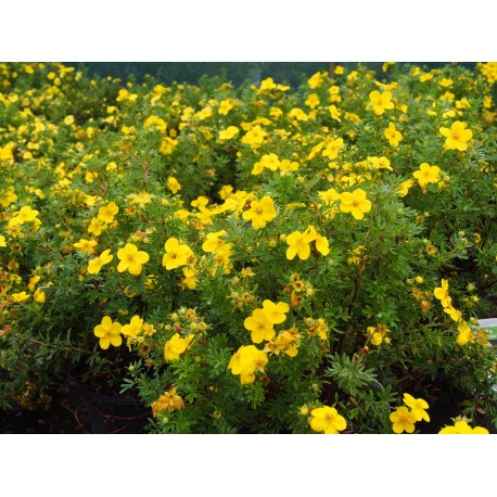 Potentilla fruticosa 'Kobold' - potentille