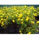 Potentilla fruticosa 'Kobold' - potentille