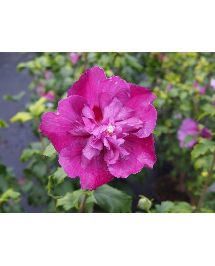 Hibiscus syriacus 'Purple Ruffles'®- althea , ketmie