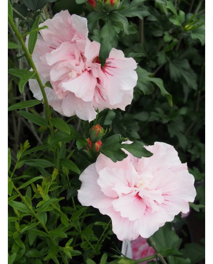 Hibiscus 'Pink Chiffon'