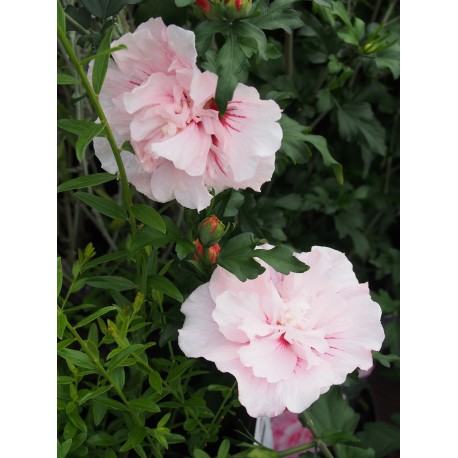 Hibiscus 'Pink Chiffon'
