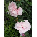 Hibiscus 'Pink Chiffon'
