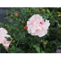Hibiscus 'Pink Chiffon'