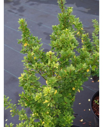 Ilex maximowicziana 'Kanehirae'