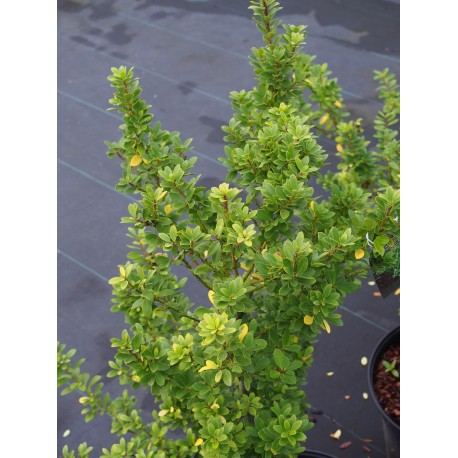 Ilex maximowicziana 'Kanehirae'