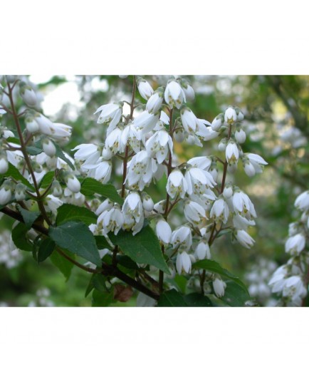 Deutzia ningpoensis