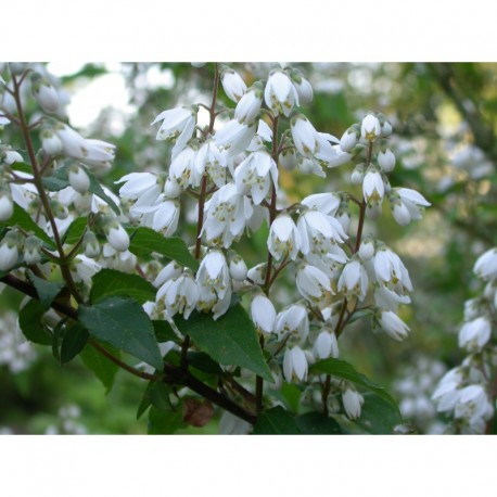 Deutzia ningpoensis