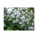 Deutzia ningpoensis