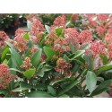 Skimmia japonica 'Rubella'