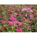 Spiraea japonica 'Anthony Waterer' - Spirée du Japon