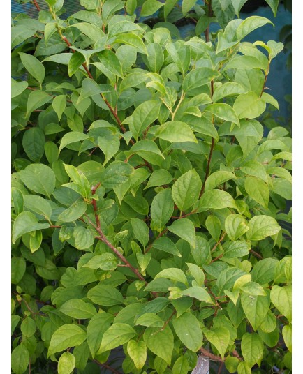 Styrax japonicus