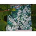 Styrax japonicus