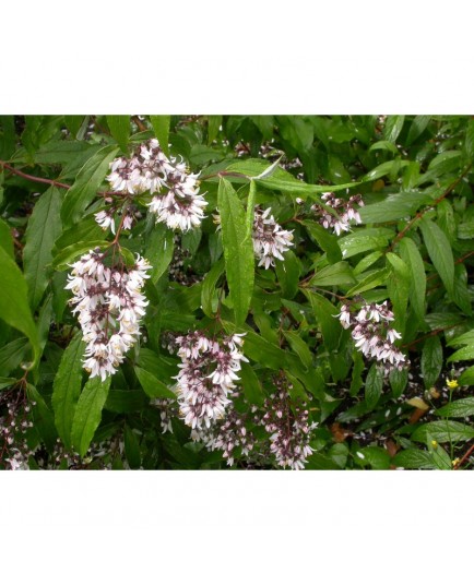 Deutzia chunii