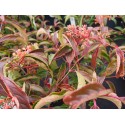 Viburnum hillieri x 'Winton' - viornes,