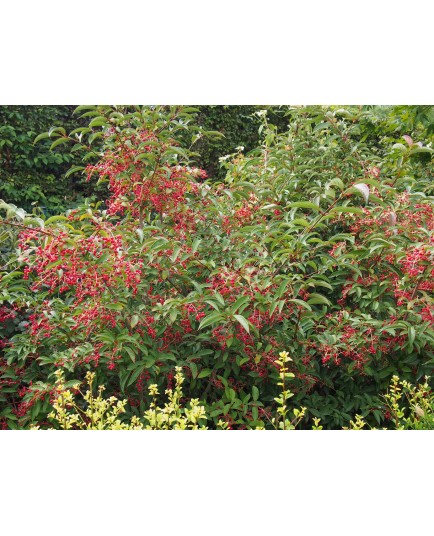 Viburnum hillieri x 'Winton' - viornes,