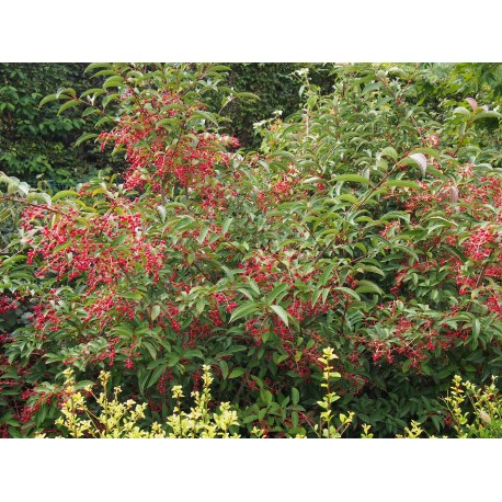 Viburnum hillieri x 'Winton' - viornes,