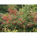 Viburnum hillieri x 'Winton' - viornes,