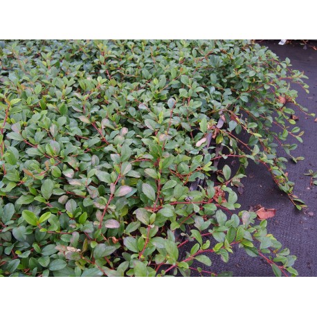 Cotoneaster dammeri