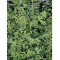 Cotoneaster suecicus x 'Coral Beauty' - cotoneaster rampant