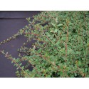 Cotoneaster radicans 'Eichholz'