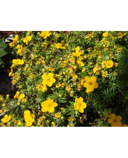 Potentilla fruticosa 'Goldfinger' - potentille arbustive naine