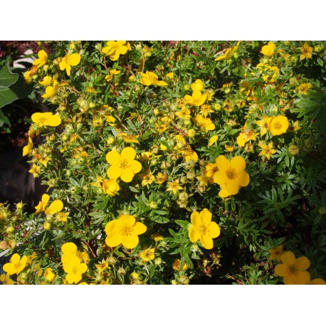 Potentilla fruticosa 'Goldfinger' - potentille arbustive naine