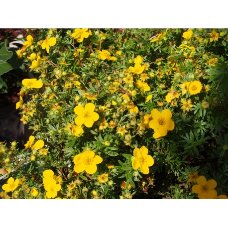 Potentilla fruticosa 'Goldfinger' - potentille arbustive naine