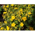 Potentilla fruticosa 'Goldfinger' - potentille arbustive naine