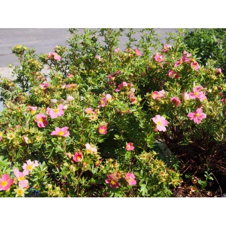 Potentilla fruticosa 'Lovely Pink'® ( Pink Beauty) - potentilles, comarums,