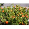 Potentilla fruticosa 'Red Ace' - potentilles, comarums,