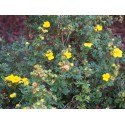 Potentilla fruticosa 'Sommerflor' - potentilles