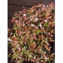 Abelia grandiflora x 'Confetti'® - Abélie