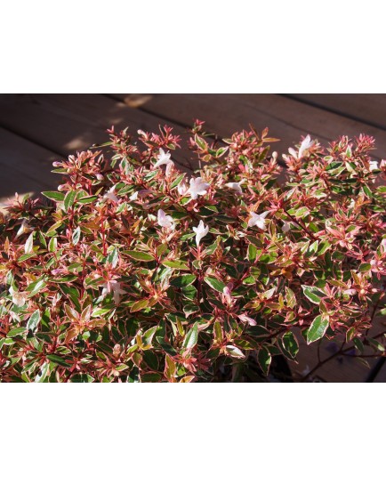 Abelia grandiflora x 'Confetti'® - Abélie