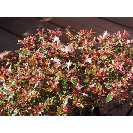 Abelia grandiflora x 'Confetti'® - Abélie