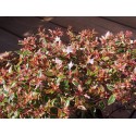 Abelia grandiflora x 'Confetti'® - Abélie