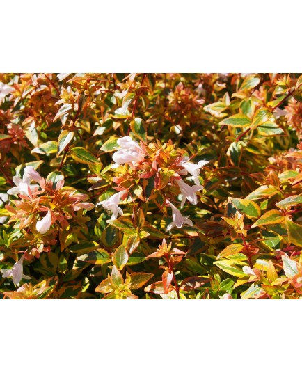 Abelia grandiflora x 'Kaleidoscope' ® - abélie