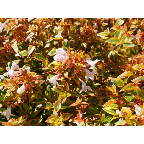 Abelia grandiflora x 'Kaleidoscope' ® - abélie