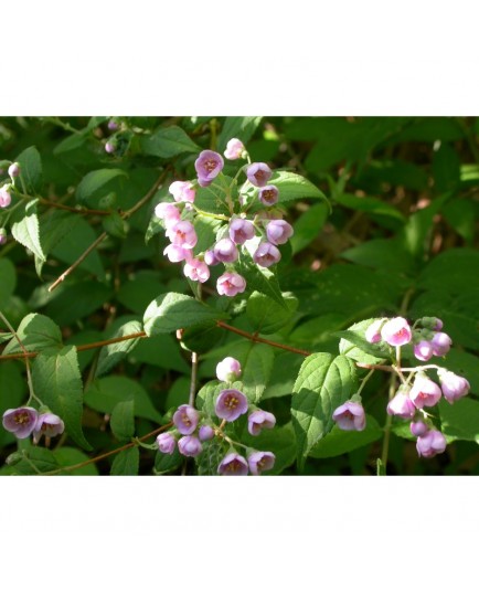 Deutzia compacta 'Lavender Time'