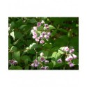 Deutzia compacta 'Lavender Time'