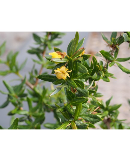 Berberis candidula 'Jytte'