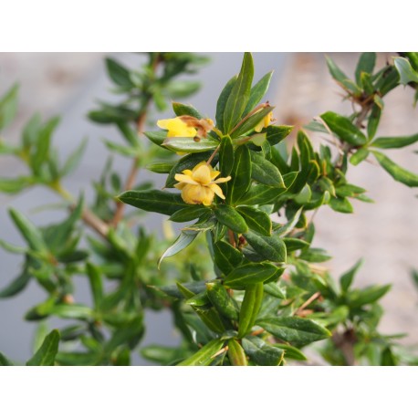 Berberis candidula 'Jytte'