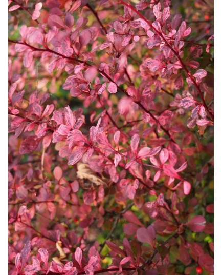 Berberis thunbergii 'Harlequin' - Epine Vinette à feuille panachée