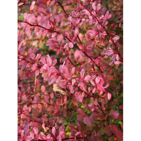 Berberis thunbergii 'Harlequin' - Epine Vinette à feuille panachée