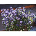 Caryopteris clandonensis x 'Grand Bleu' ® Inoveri'