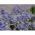 Caryopteris clandonensis x 'Sterling Silver'® - spirée bleue