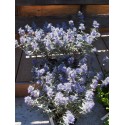 Caryopteris clandonensis x 'Sterling Silver'® - spirée bleue