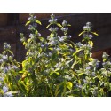Caryopteris clandonensis x 'Summer Sorbet' ®- Verbanaceae - spirée bleue
